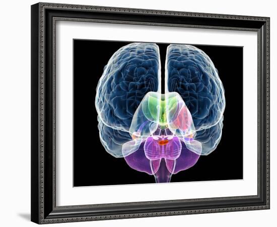 Brain Anatomy, Artwork-Roger Harris-Framed Photographic Print