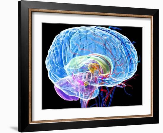 Brain Anatomy, Artwork-Roger Harris-Framed Photographic Print