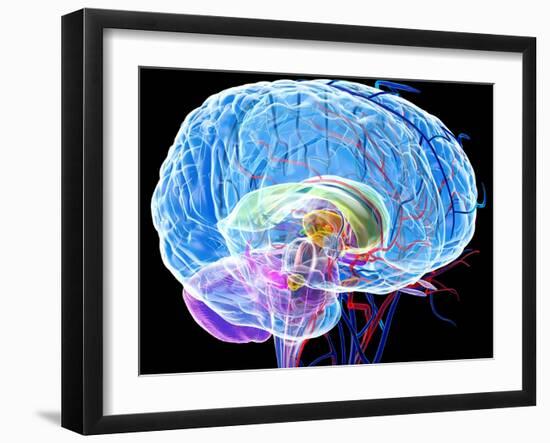 Brain Anatomy, Artwork-Roger Harris-Framed Photographic Print