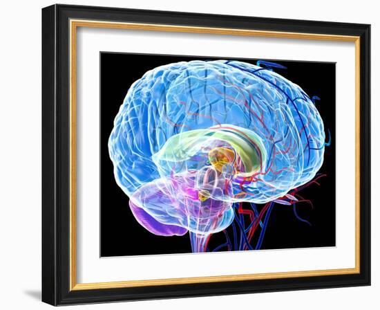 Brain Anatomy, Artwork-Roger Harris-Framed Photographic Print