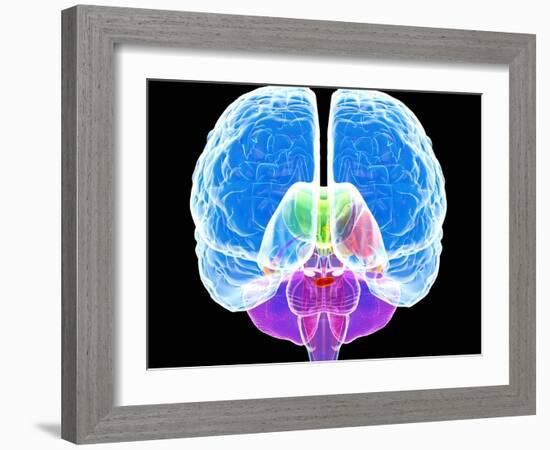 Brain Anatomy, Artwork-Roger Harris-Framed Photographic Print