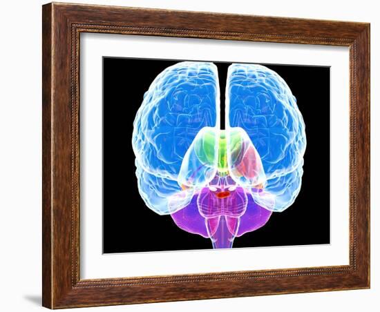 Brain Anatomy, Artwork-Roger Harris-Framed Photographic Print