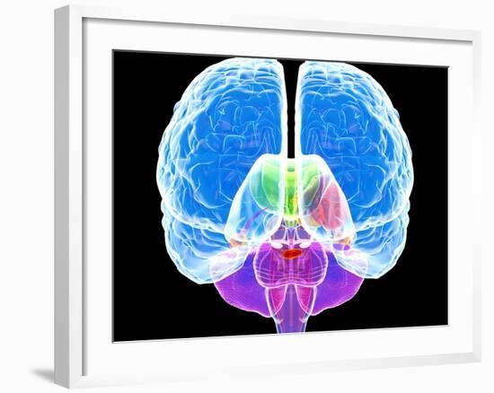 Brain Anatomy, Artwork-Roger Harris-Framed Photographic Print