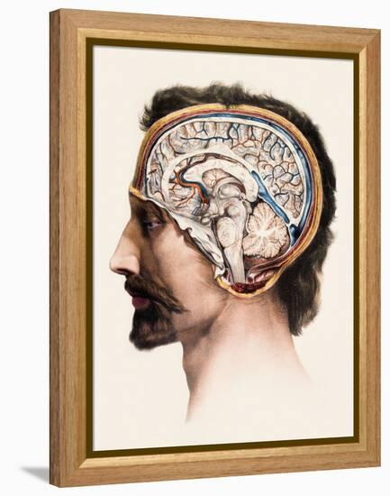 Brain Anatomy-Mehau Kulyk-Framed Premier Image Canvas