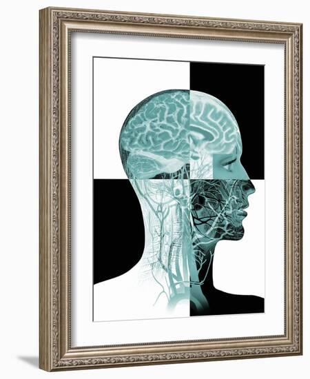 Brain Anatomy-Mehau Kulyk-Framed Photographic Print