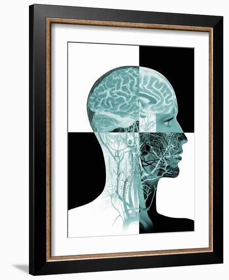 Brain Anatomy-Mehau Kulyk-Framed Photographic Print