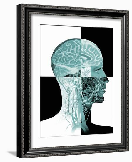 Brain Anatomy-Mehau Kulyk-Framed Photographic Print