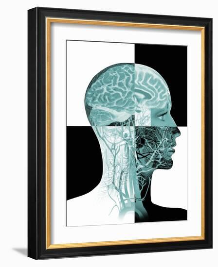 Brain Anatomy-Mehau Kulyk-Framed Photographic Print