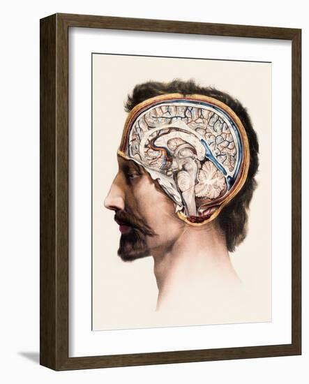 Brain Anatomy-Mehau Kulyk-Framed Photographic Print