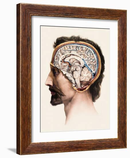 Brain Anatomy-Mehau Kulyk-Framed Photographic Print