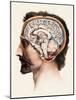 Brain Anatomy-Mehau Kulyk-Mounted Photographic Print