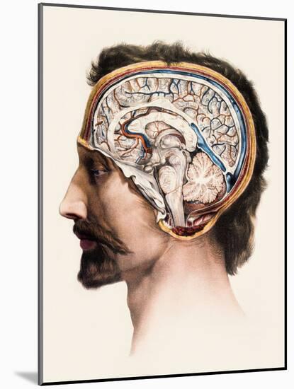 Brain Anatomy-Mehau Kulyk-Mounted Photographic Print