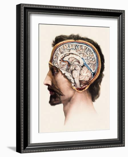 Brain Anatomy-Mehau Kulyk-Framed Photographic Print