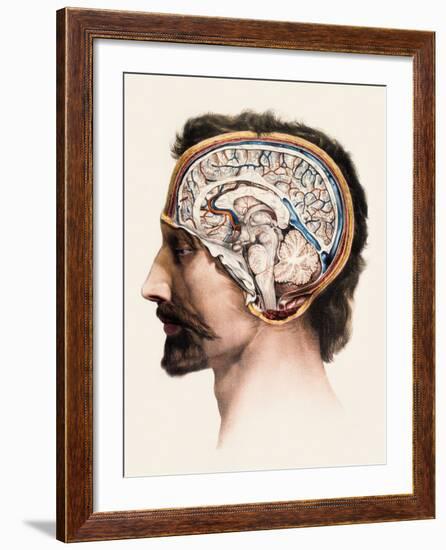 Brain Anatomy-Mehau Kulyk-Framed Photographic Print