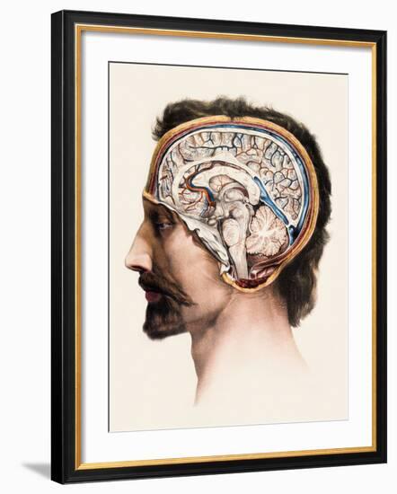 Brain Anatomy-Mehau Kulyk-Framed Photographic Print