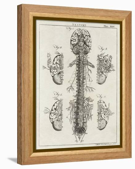 Brain and Spinal Column-A. Bell-Framed Premier Image Canvas