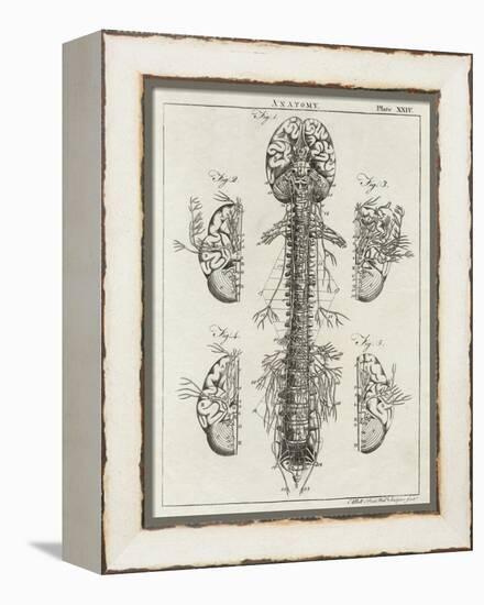 Brain and Spinal Column-A. Bell-Framed Premier Image Canvas