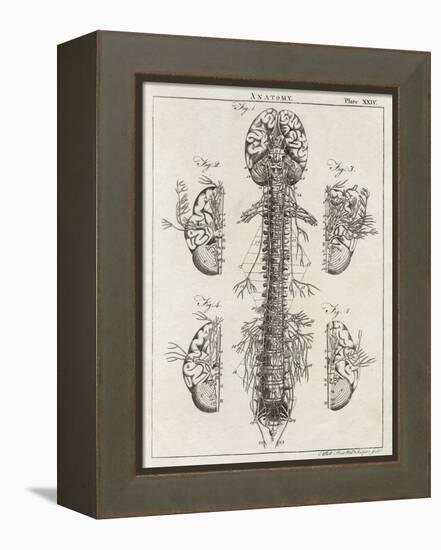 Brain and Spinal Column-A. Bell-Framed Premier Image Canvas