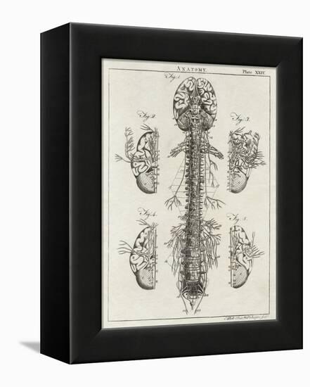Brain and Spinal Column-A. Bell-Framed Premier Image Canvas