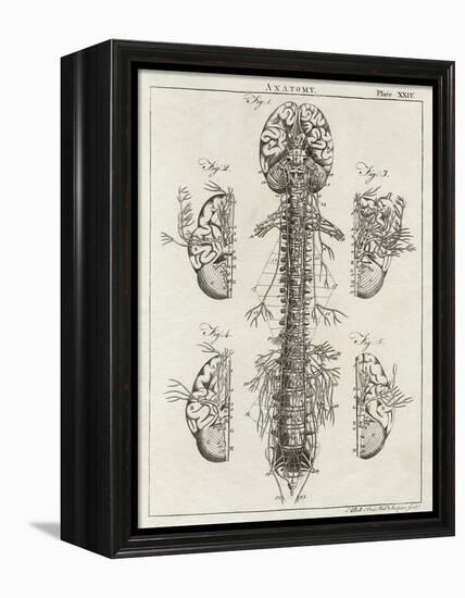 Brain and Spinal Column-A. Bell-Framed Premier Image Canvas