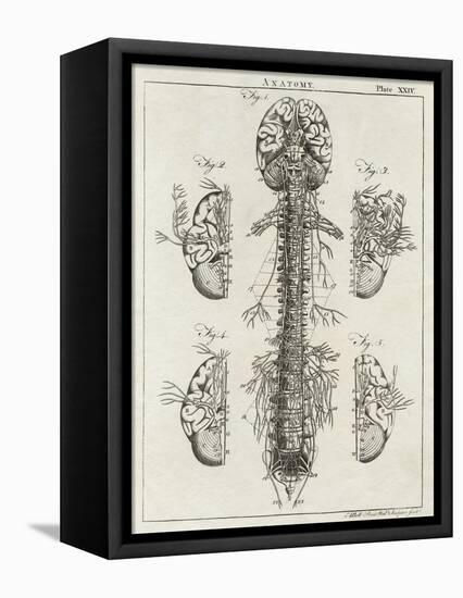 Brain and Spinal Column-A. Bell-Framed Premier Image Canvas