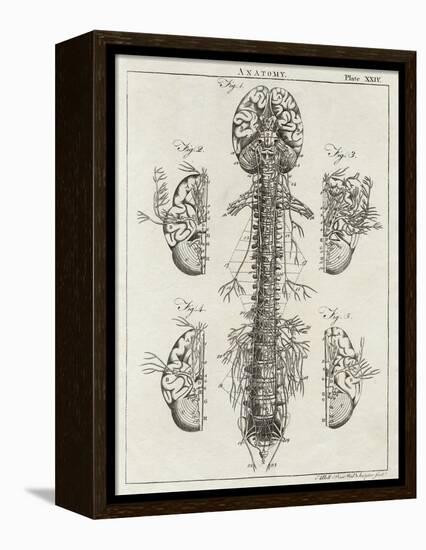 Brain and Spinal Column-A. Bell-Framed Premier Image Canvas