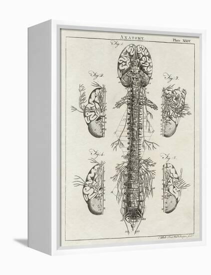 Brain and Spinal Column-A. Bell-Framed Premier Image Canvas