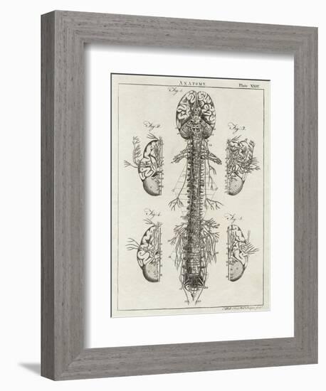 Brain and Spinal Column-A. Bell-Framed Photographic Print