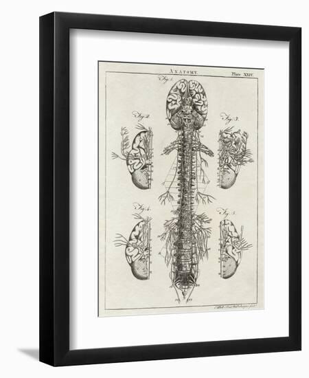 Brain and Spinal Column-A. Bell-Framed Photographic Print