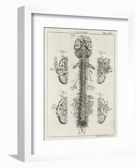 Brain and Spinal Column-A. Bell-Framed Photographic Print