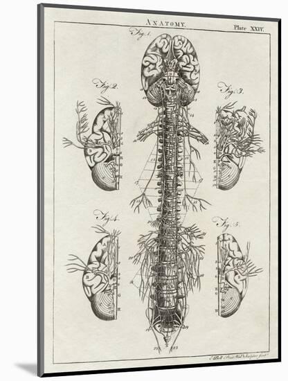 Brain and Spinal Column-A. Bell-Mounted Photographic Print