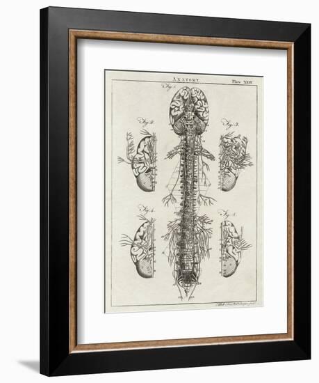 Brain and Spinal Column-A. Bell-Framed Premium Photographic Print