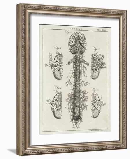 Brain and Spinal Column-A. Bell-Framed Photographic Print