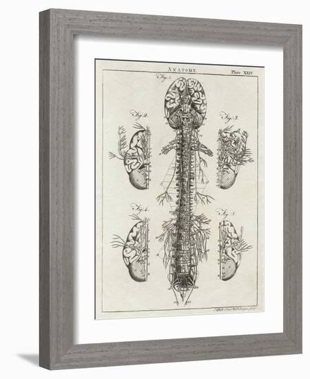 Brain and Spinal Column-A. Bell-Framed Photographic Print