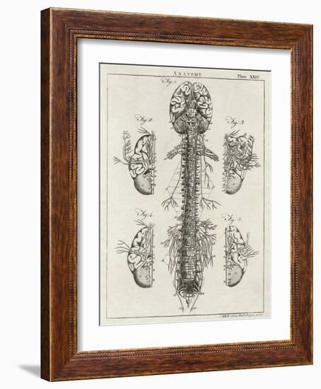 Brain and Spinal Column-A. Bell-Framed Photographic Print