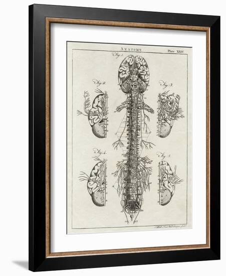 Brain and Spinal Column-A. Bell-Framed Photographic Print