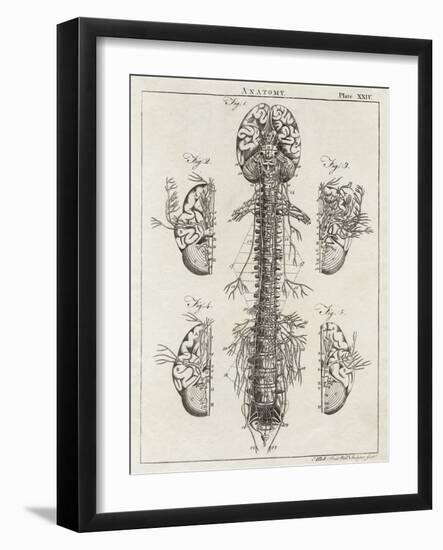 Brain and Spinal Column-A. Bell-Framed Photographic Print