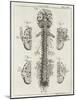 Brain and Spinal Column-A. Bell-Mounted Photographic Print