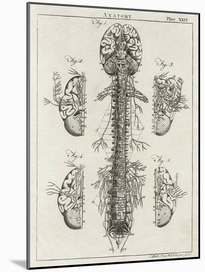 Brain and Spinal Column-A. Bell-Mounted Photographic Print