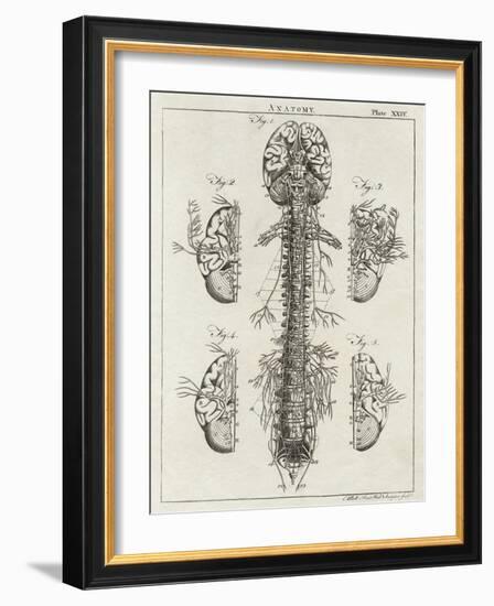 Brain and Spinal Column-A. Bell-Framed Photographic Print