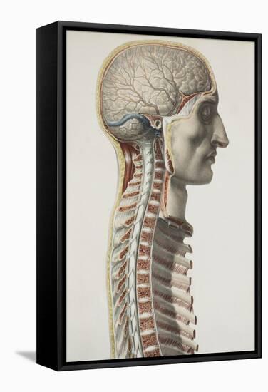 Brain And Spinal Cord, 1844 Artwork-Science Photo Library-Framed Premier Image Canvas