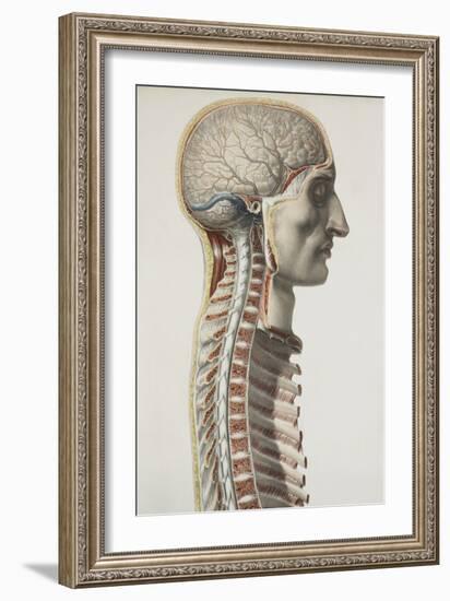 Brain And Spinal Cord, 1844 Artwork-Science Photo Library-Framed Photographic Print