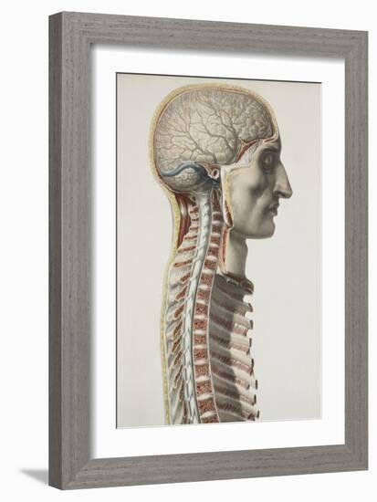 Brain And Spinal Cord, 1844 Artwork-Science Photo Library-Framed Photographic Print