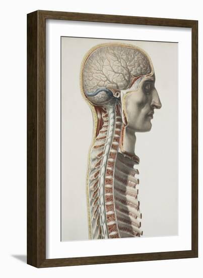 Brain And Spinal Cord, 1844 Artwork-Science Photo Library-Framed Photographic Print