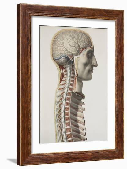 Brain And Spinal Cord, 1844 Artwork-Science Photo Library-Framed Photographic Print
