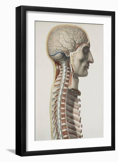 Brain And Spinal Cord, 1844 Artwork-Science Photo Library-Framed Photographic Print