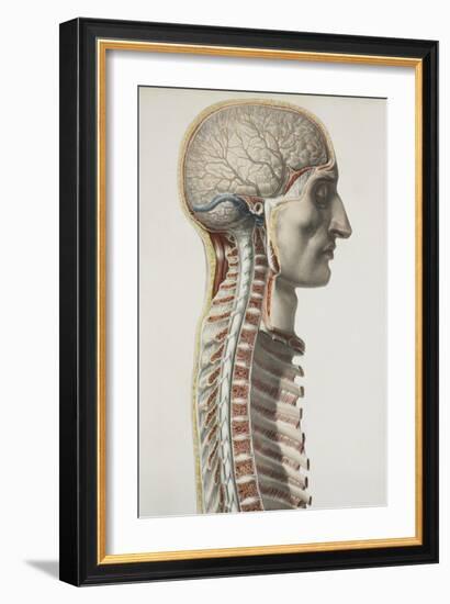 Brain And Spinal Cord, 1844 Artwork-Science Photo Library-Framed Photographic Print