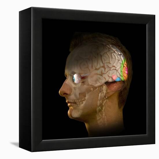 Brain And Vision, Artwork-Henning Dalhoff-Framed Premier Image Canvas