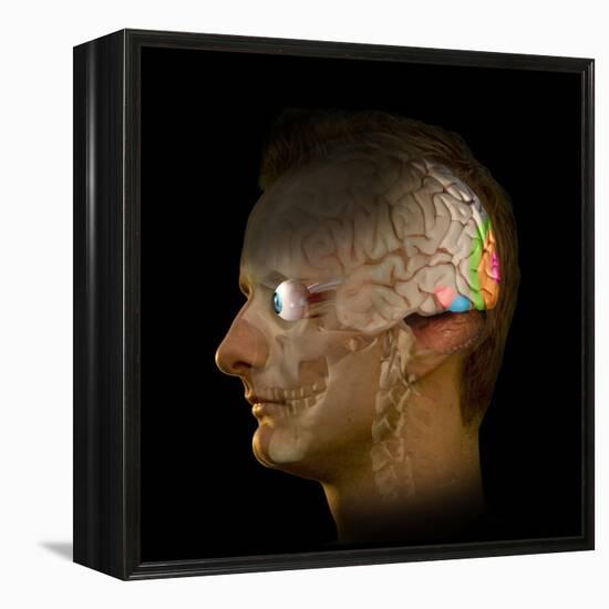 Brain And Vision, Artwork-Henning Dalhoff-Framed Premier Image Canvas