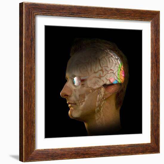 Brain And Vision, Artwork-Henning Dalhoff-Framed Premium Photographic Print